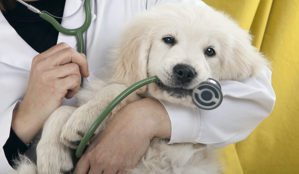 common puppy illnesses