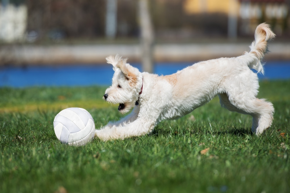 how to socialize your puppy featured image - dog playing in the park