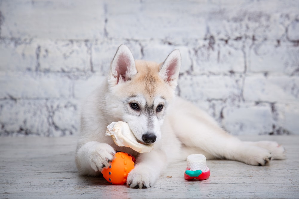 Little Siberian husky puppy gnaws on bone