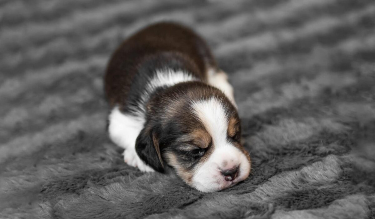 Cute newborn beagle puppy sleeping on grey veil, close-up