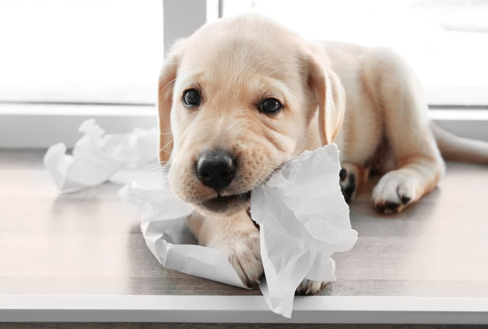 Cute labrador retriever puppy tearing paper while lying on window sill at home