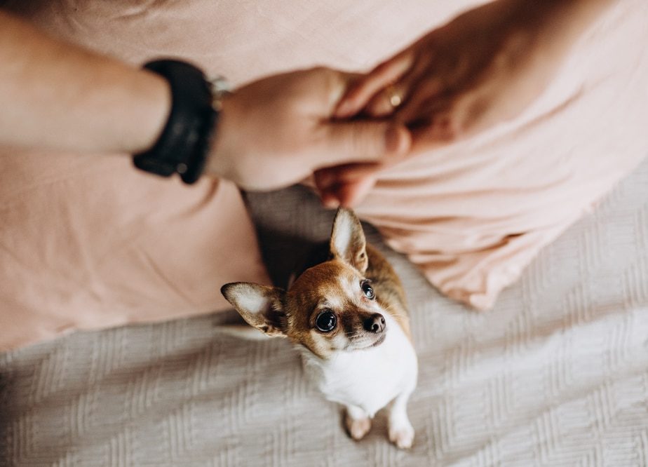 Small puppy jealous of couple holding hands