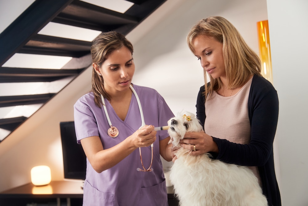 Vet and dog owner giving prescription medicine to dog