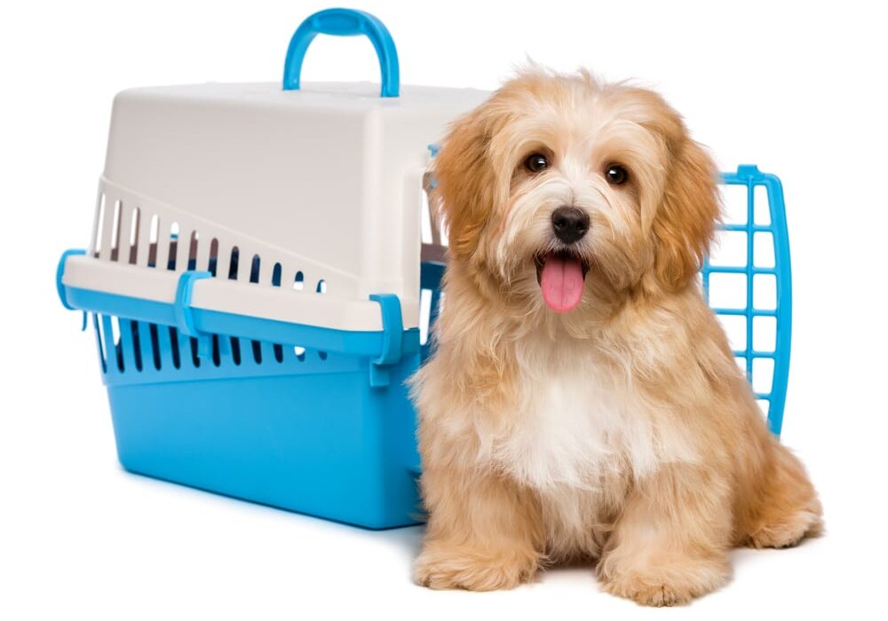 havanese puppy dog is sitting before a blue and gray pet crate
