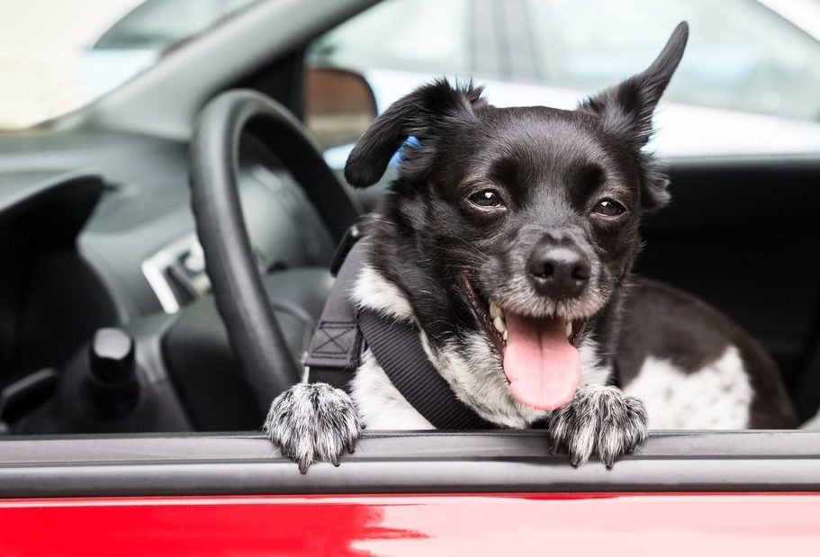 Close-up Of A Dog Looking Through Open Car Window Sitting on the Frontseat of the Car