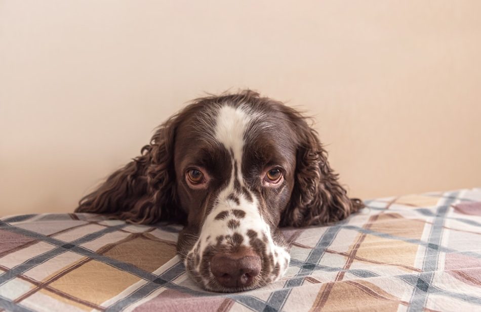 Dog with separation anxiety laying muzzle down on bed