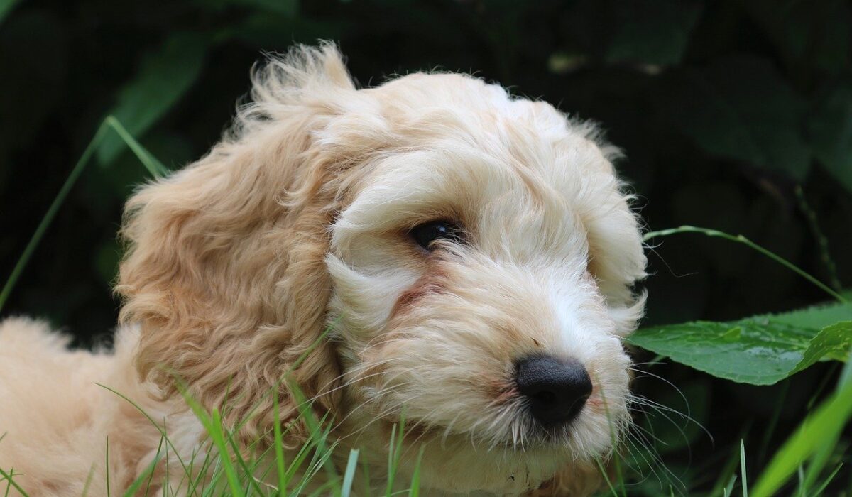 Cockapoo outside laying down in grass