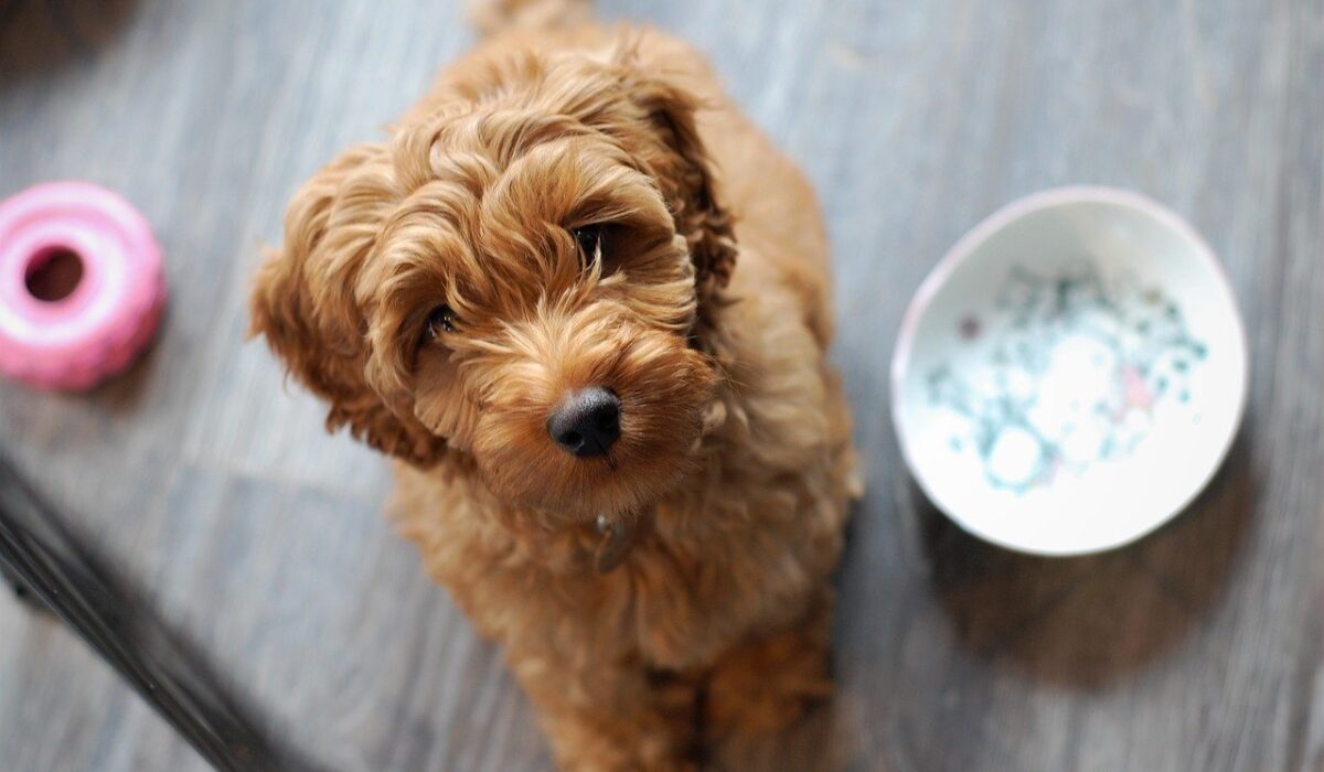 Labradoodle sitting next to empty food bowl