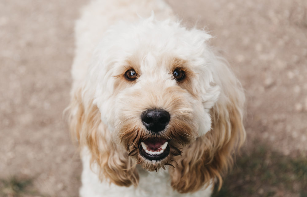 Cockapoo puppy looking up at the camera