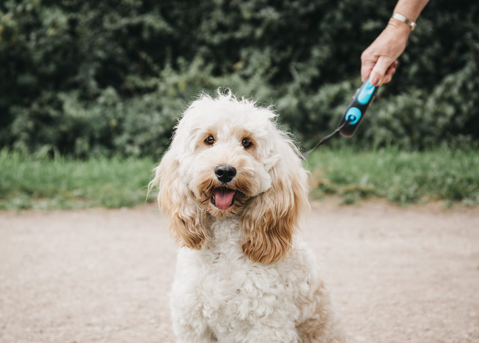 Cockapoo puppy on a leash with owner