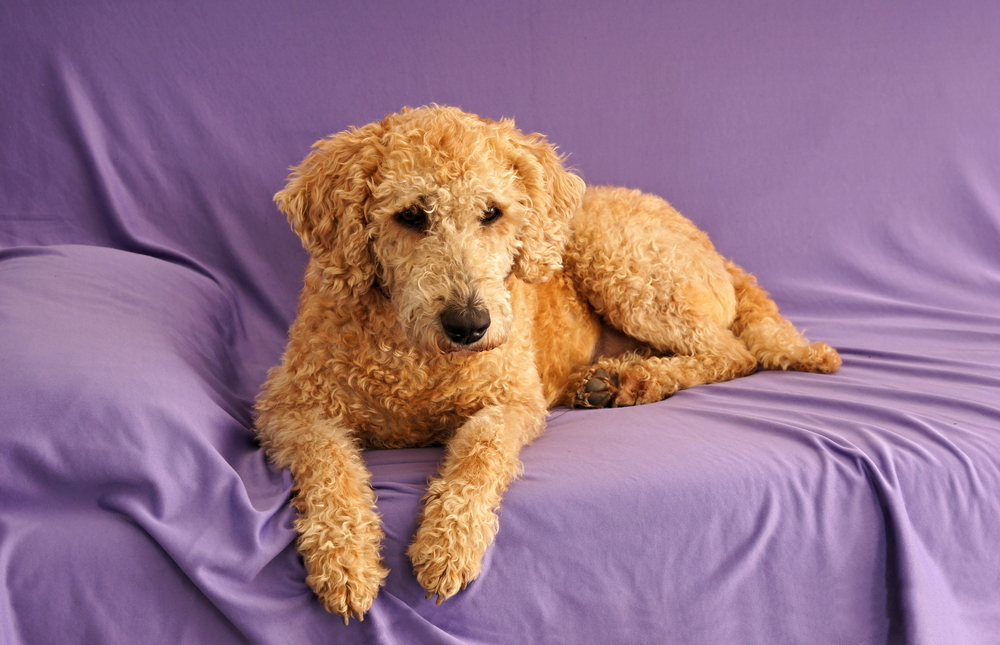 Australian Labradoodle Dog Laying on Purple Sheet