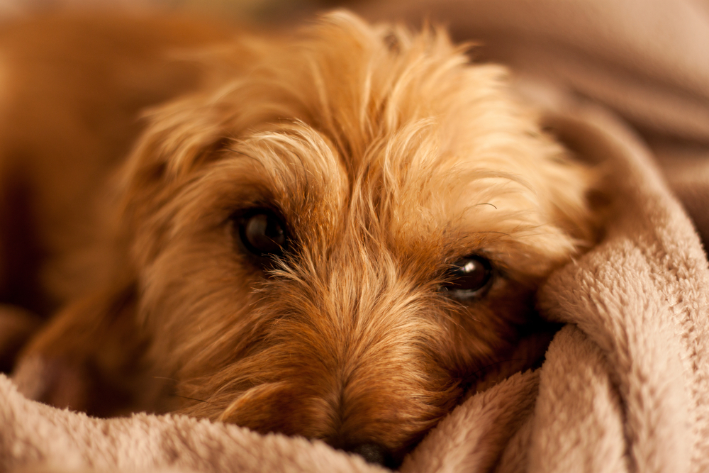Cute labradoodle showing signs of depression in dogs