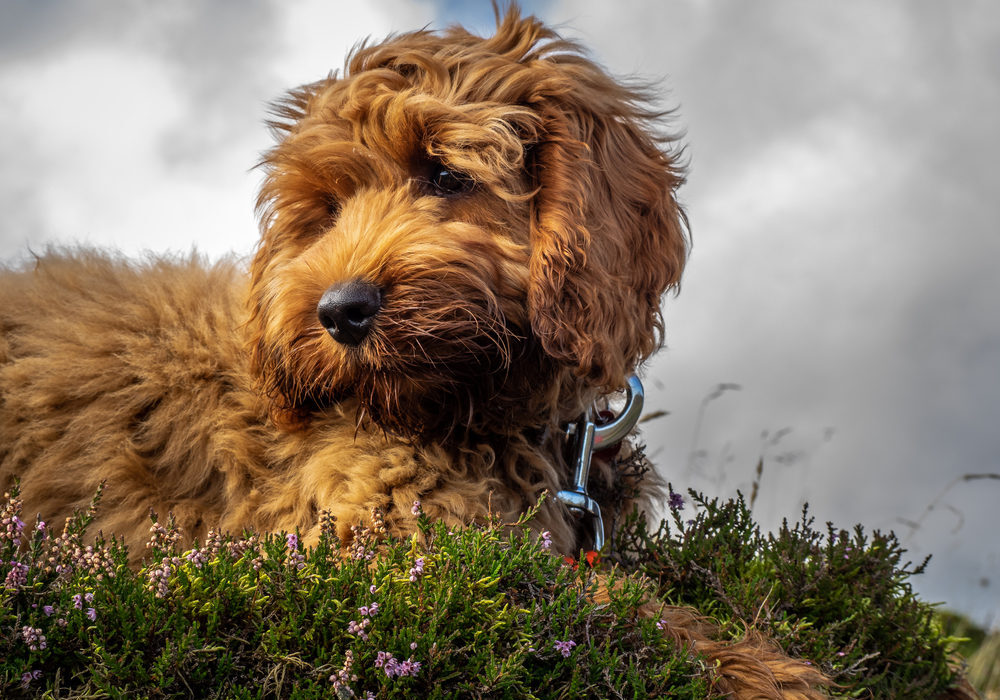 A young red Cockapoo puppy enjoying being on the open hillside