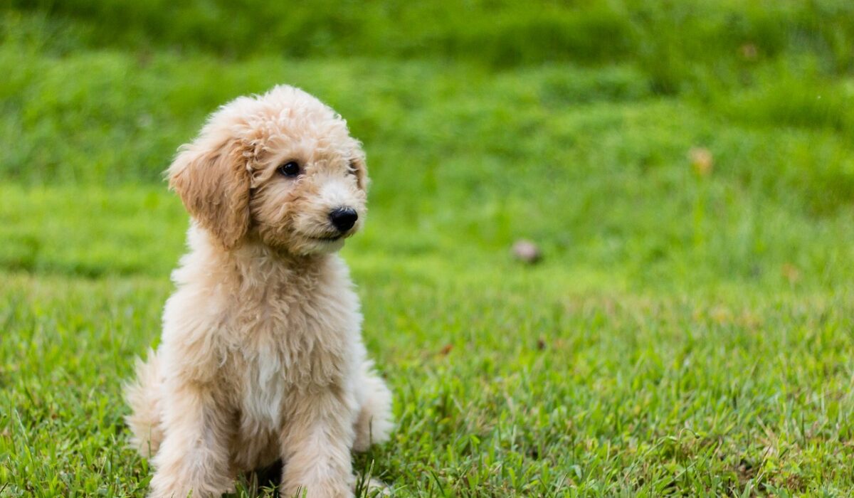 Goldendoodle size comparison