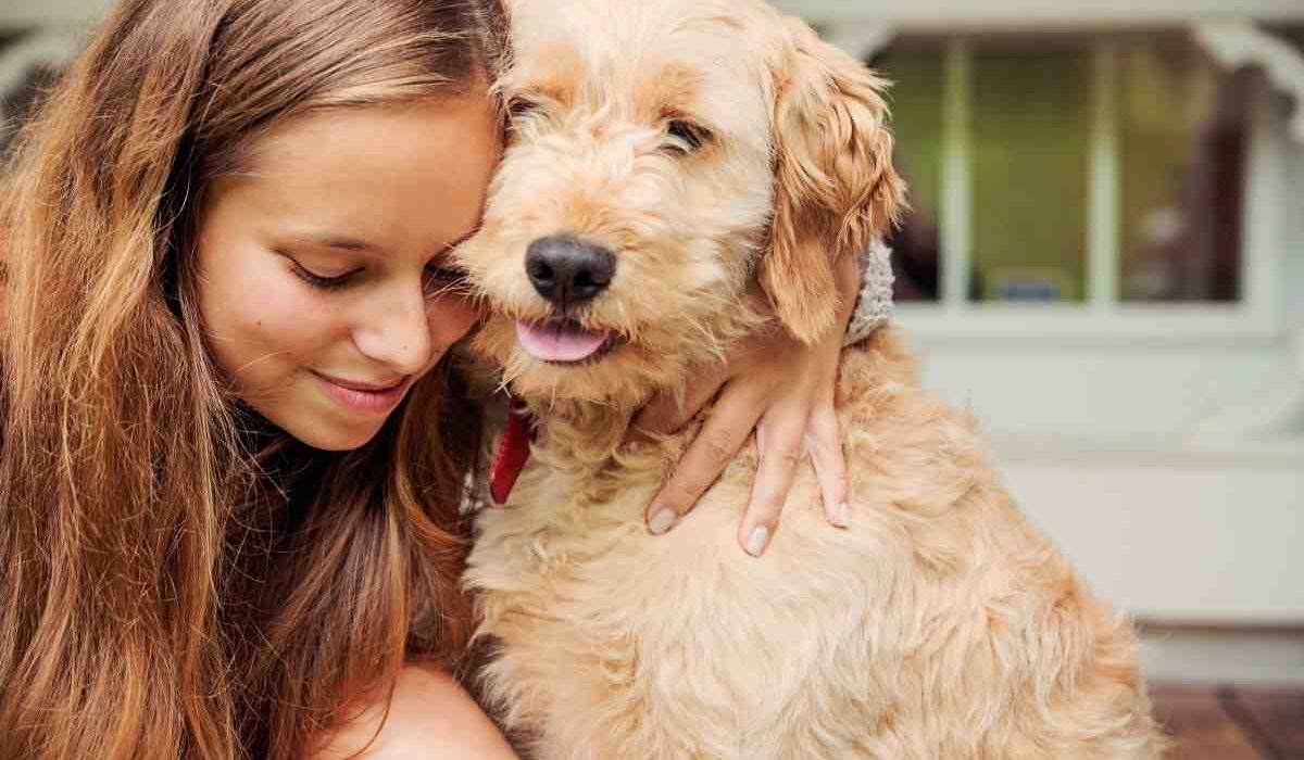 Goldendoodle enjoys a cuddle