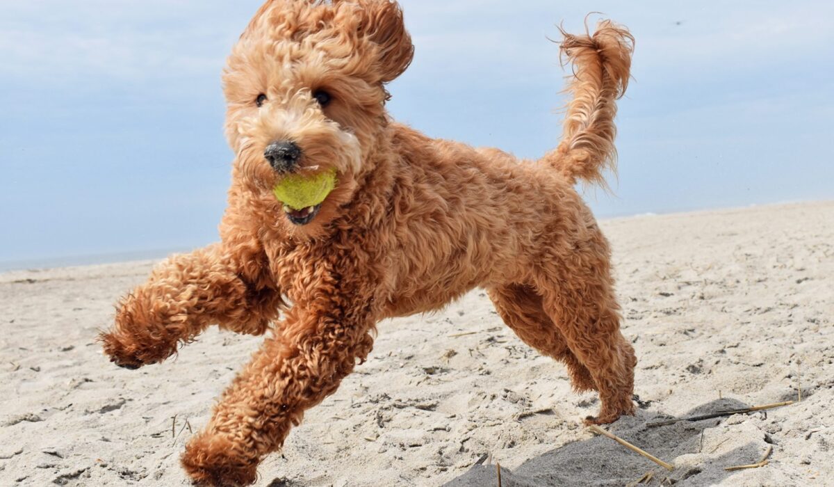 Healthy and hyper Goldendoodle running and playing