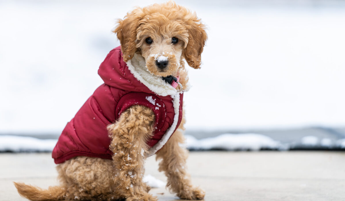 Goldendoodle coats