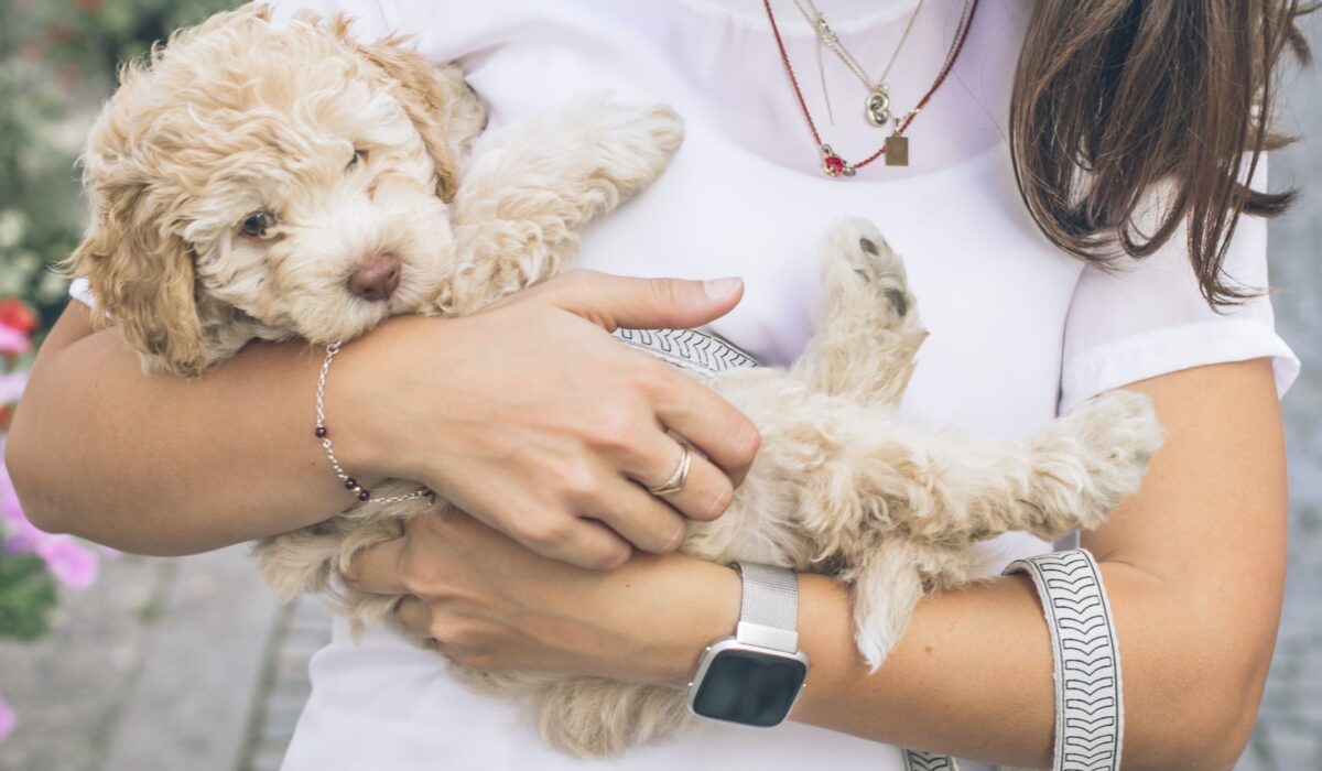 cockapoo separation anxiety