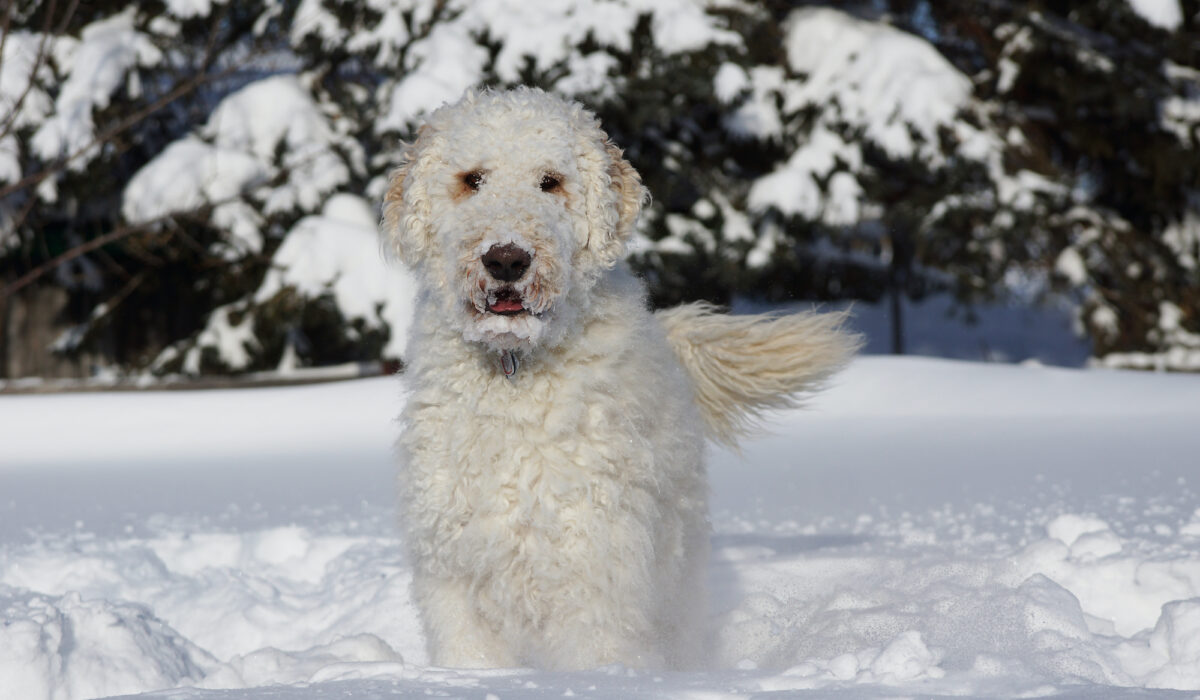 Goldendoodles playing in snow