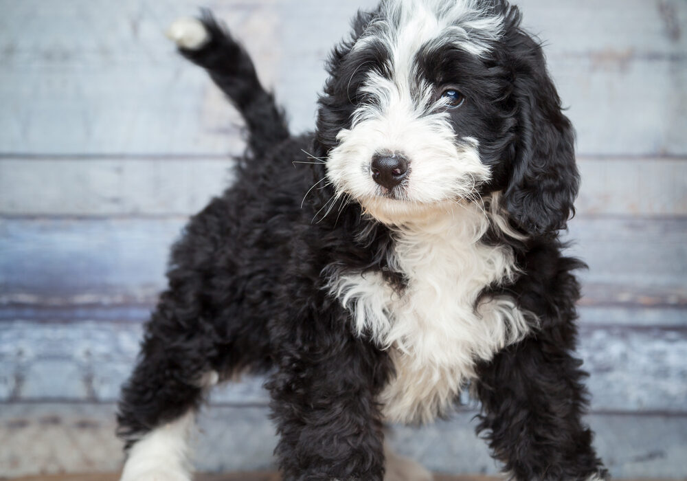 cute bernedoodle size