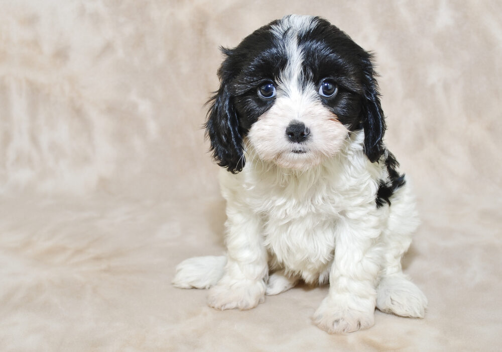 Black and white bernedoodle