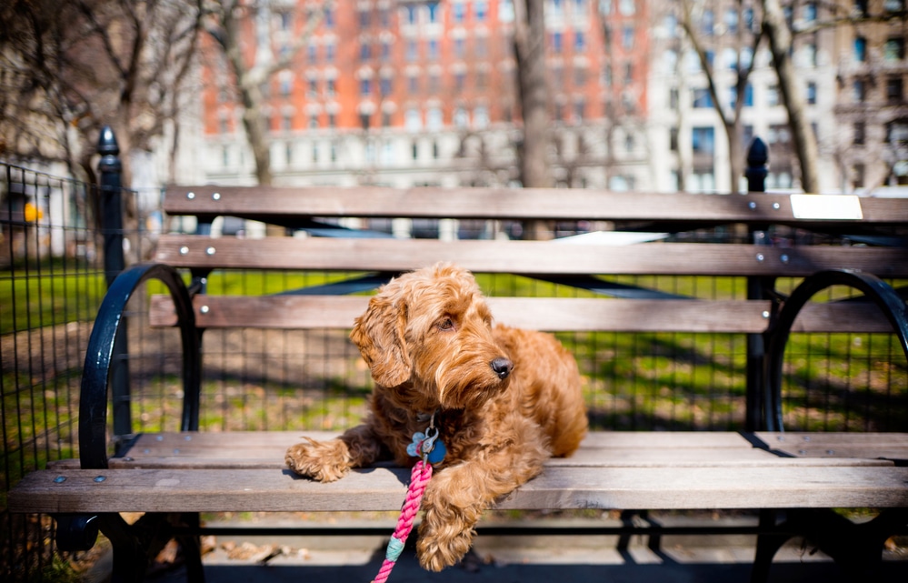 Leash training puppies - A cute puppy sitting on a bench