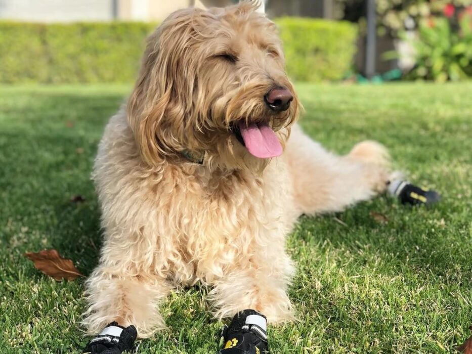 Choosing dog boots - goldendoodle with dogs boots lying on the grass