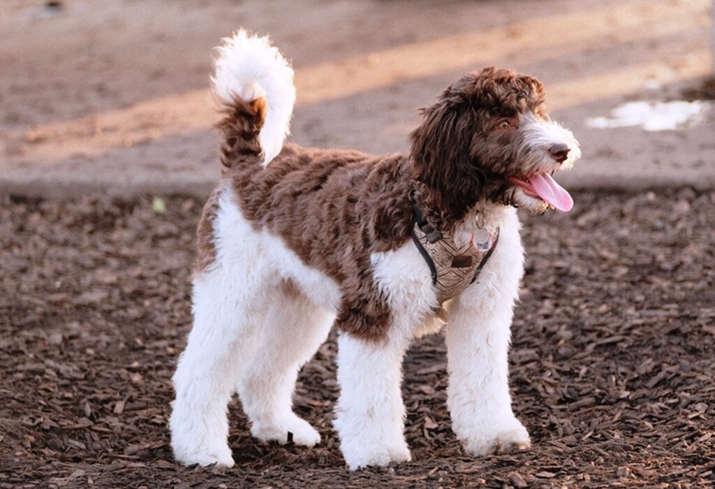 Labradoodle growth stages featured image - An adorable fluffy labradoodle puppy standing in a dog park