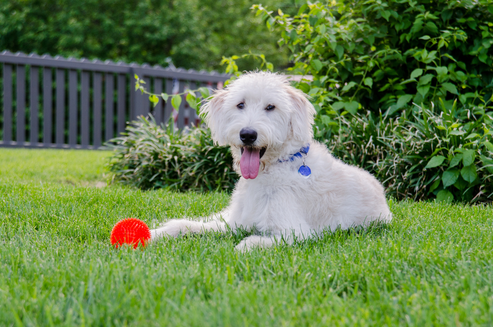 Male vs female labradoodle - A happy dog sits with his chew toy