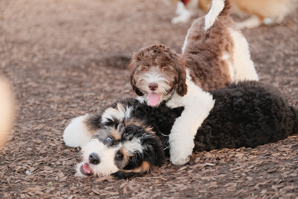 Can labradoodles be left alone featured image - A closeup shot of two cute puppies playing at a park