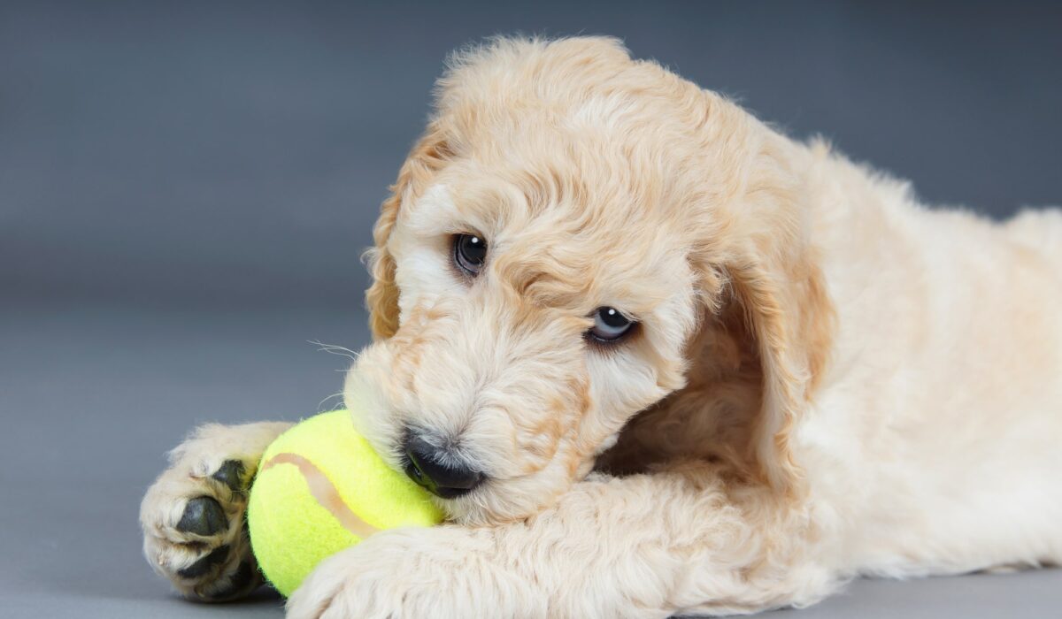 Goldendoodle Daily Schedule and Training Session