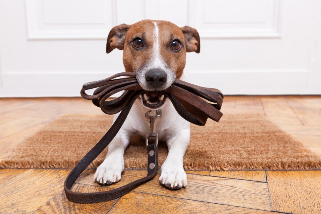 Tips for Properly Disciplining Your Puppy