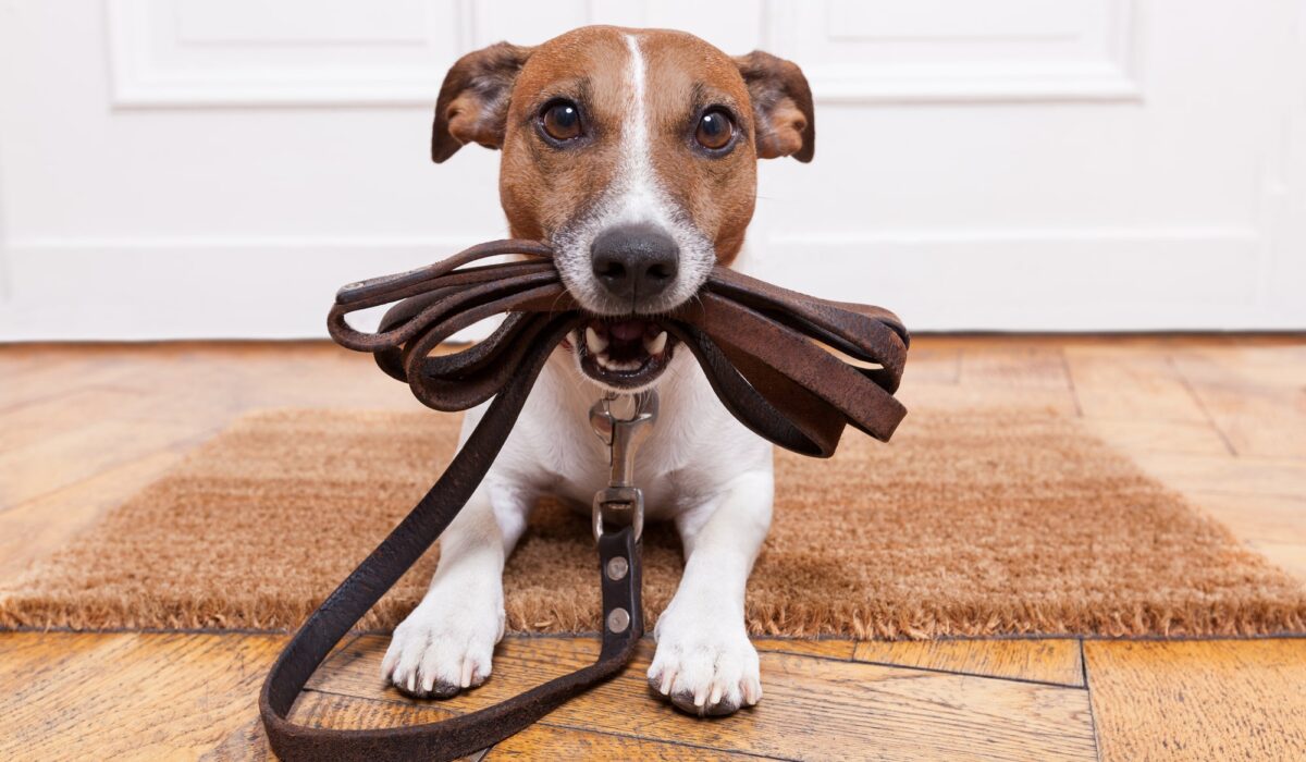 Tips for Properly Disciplining Your Puppy