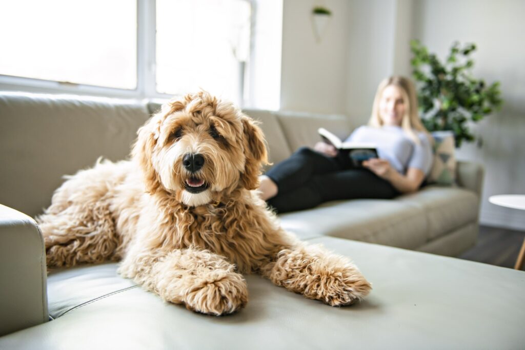 Becoming a Goldendoodle Owner