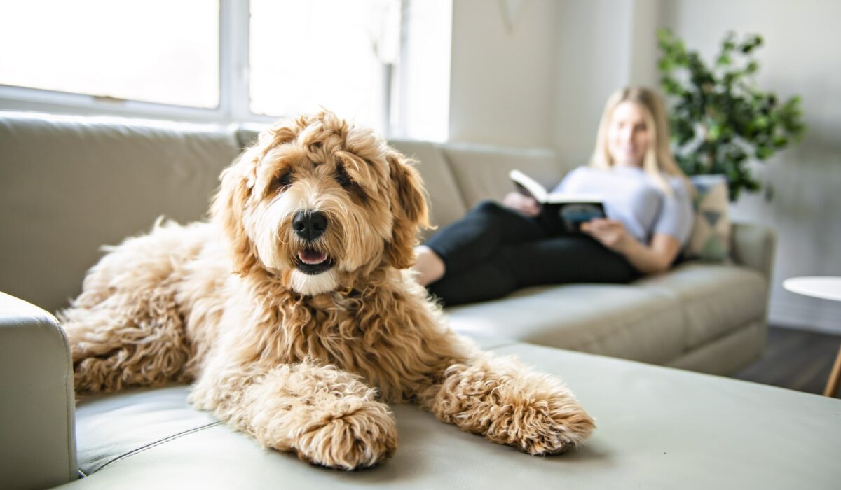 Becoming a Goldendoodle Owner
