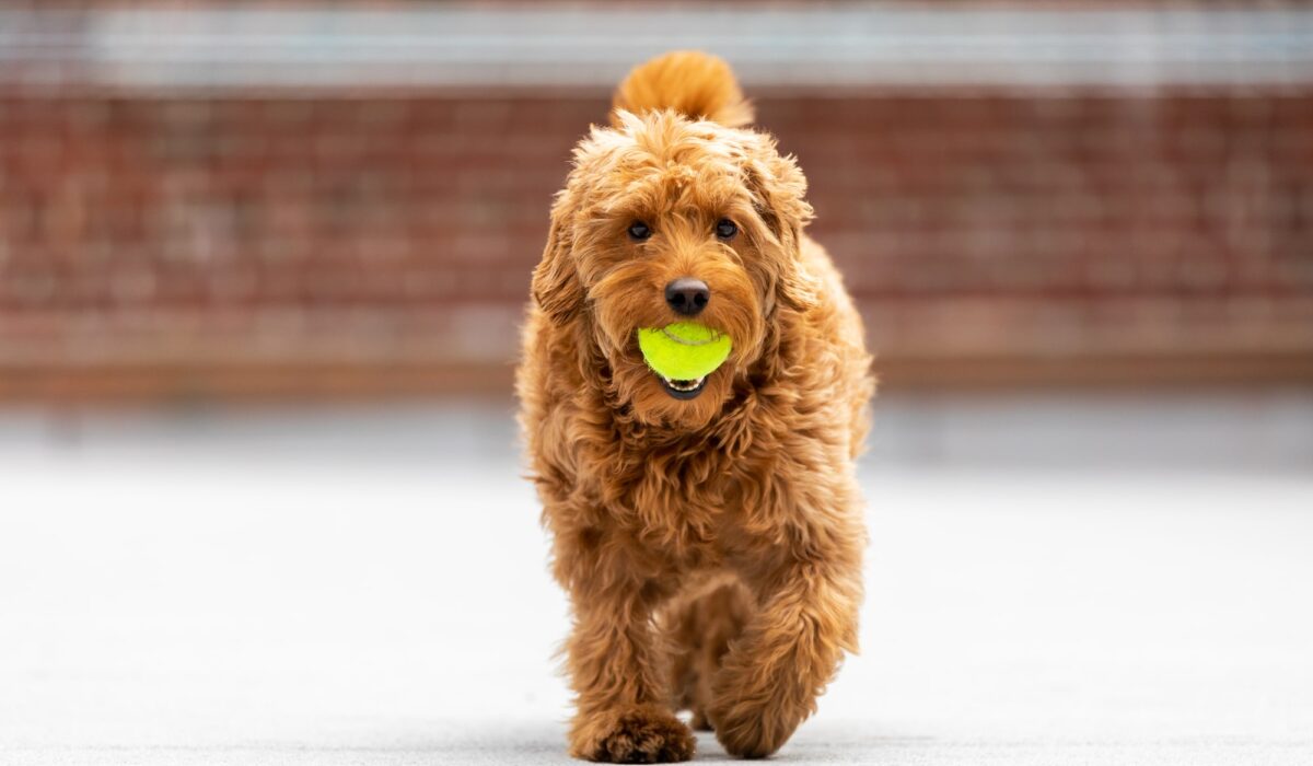 Goldendoodles Activities for Teething