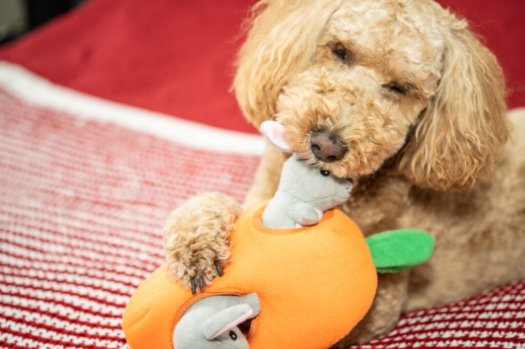 Puzzle Toys for Your Labradoodle