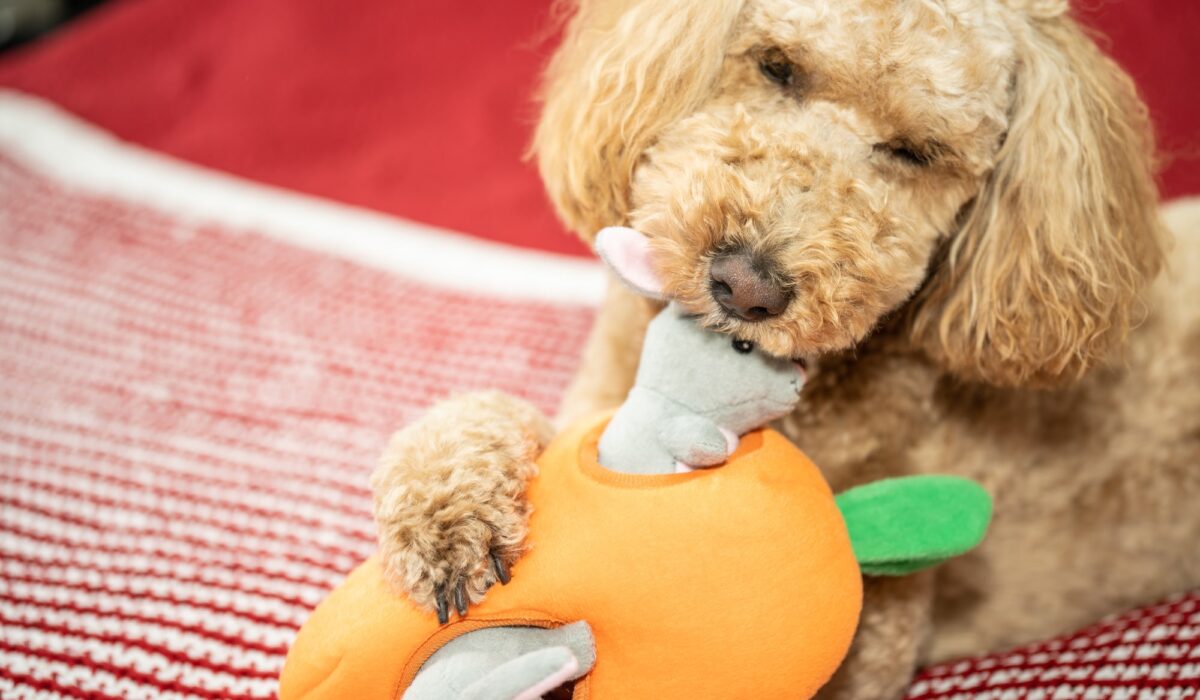 Puzzle Toys for Your Labradoodle