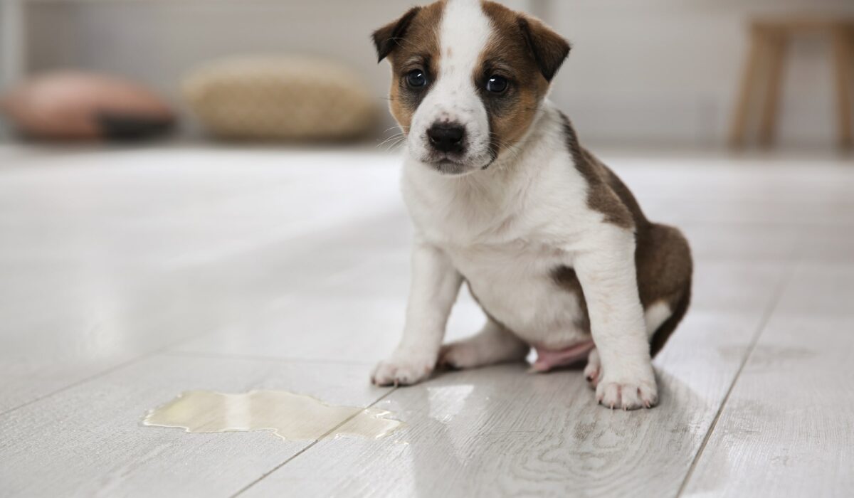 Tips for Potty Training Puppies