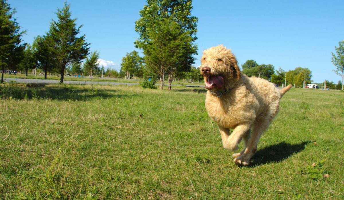 are labradoodles good at agility
