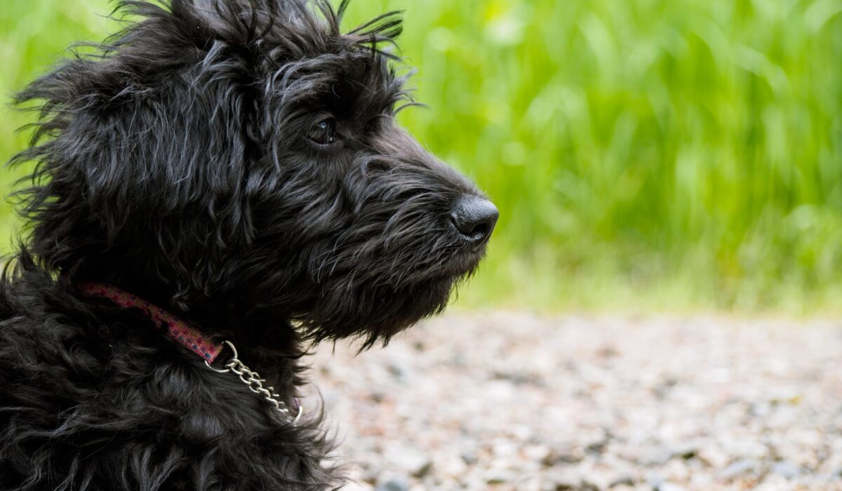 do labradoodles make good service dogs