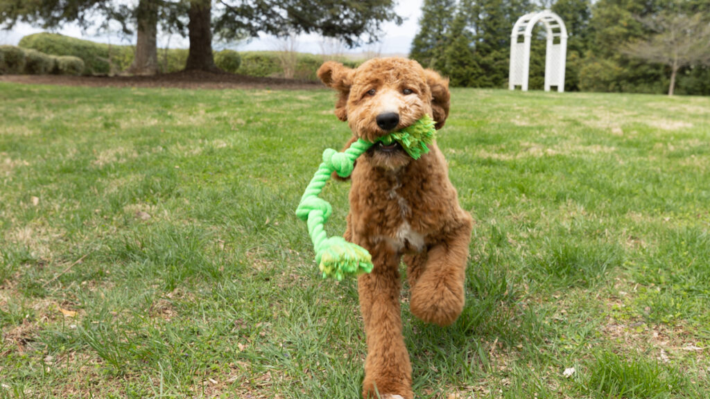 Doodles shop for sale