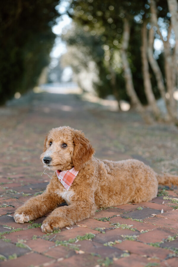 Ginger - Image 2