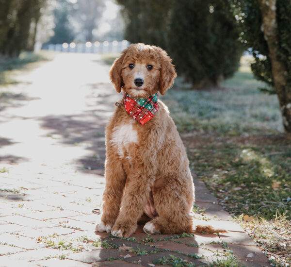 Ginger - Image 5