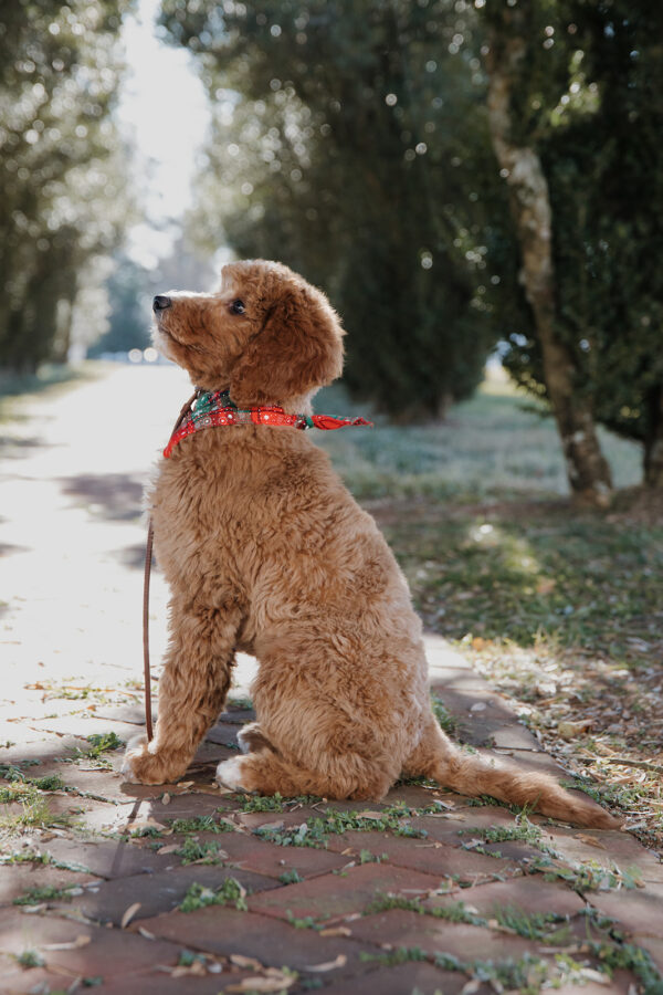 Ginger - Image 7