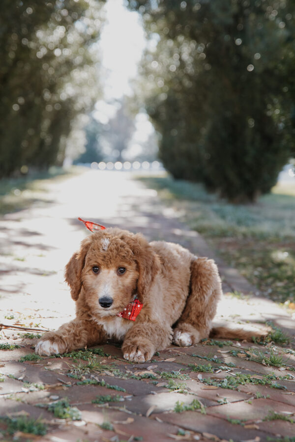 Ginger - Image 6