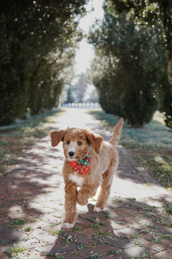 Ginger - Image 8