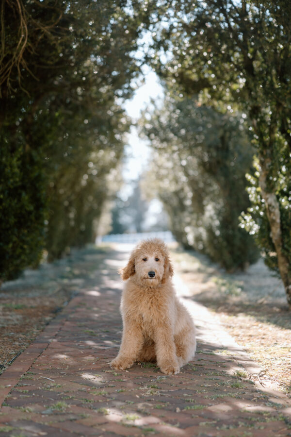 Ivy - Image 7