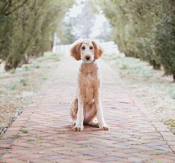 Ivy - Image 6