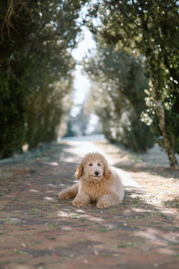 Ivy - Image 8